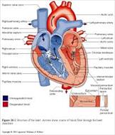 پاورپوینت جامع آناتومی و فیزیولوژی قلب (68 اسلاید)